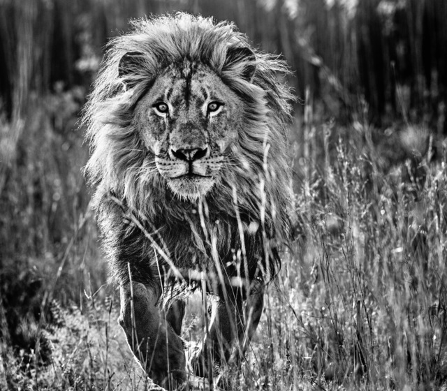 David Yarrow, ‘The Full Nine Yards ’, 2014, Photography, Archival Pigment Print, Maddox Gallery