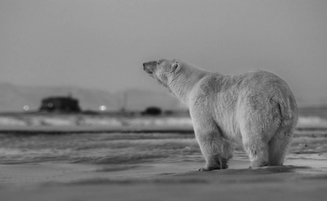 David Yarrow, ‘My Place or Yours?’, Art Angels