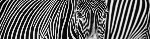 David Yarrow, ‘Parallel Lines ’, 2018, Maddox Gallery