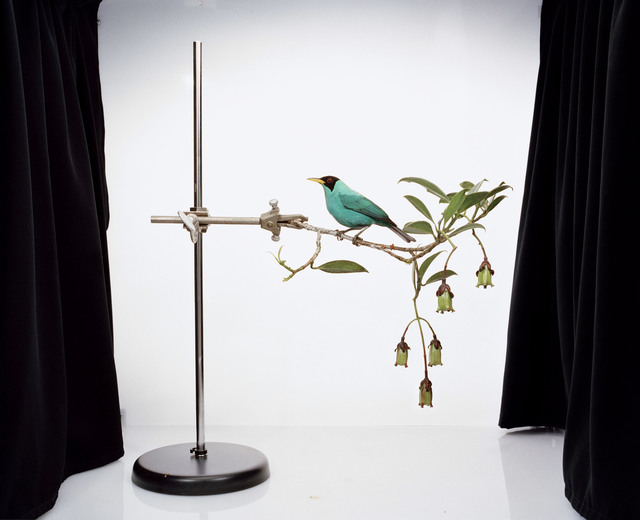 Sanna Kannisto, ‘Chlorophanes spiza’, 2010, Photography, Pigment ink-print, framed, Helsinki Contemporary