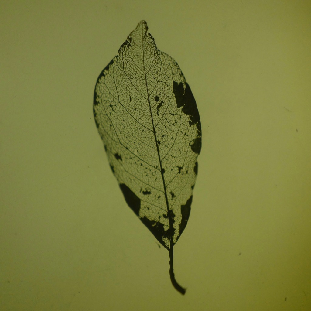 Caitlin Deibel, Ash Leaf I, 2018, photo print, unique edition, 8.5 x 8.5 inches (21.59 x 21.59 cm) Caitlin Deibel, Ash Leaf I, 2018, photo print, unique edition, 8.5 x 8.5 inches (21.59 x 21.59 cm)