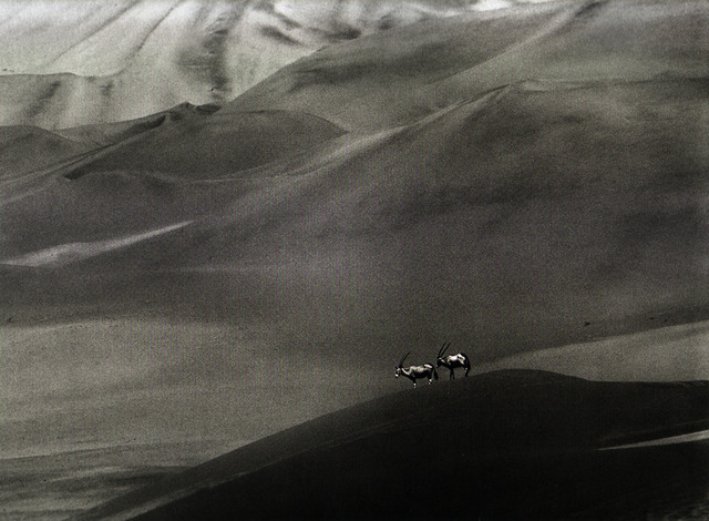 Sebastião Salgado, ‘Orix - Namibia’, 2005, Galeria Tempo