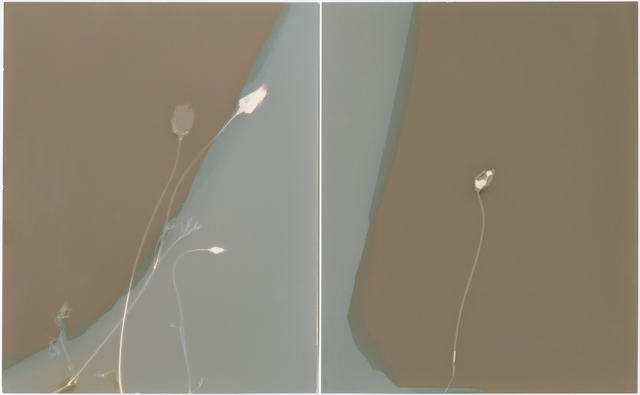 Sean McFarland, ‘Sleeping Flowers (diptych #1) ’, 2018, Photography, Silver gelatin prints (lumen prints), Casemore Kirkeby