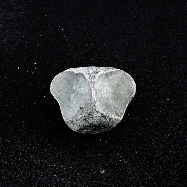 Nina Röder, ‘bone’, 2014, Photography, Fine art print, mounted & framed, galerie burster