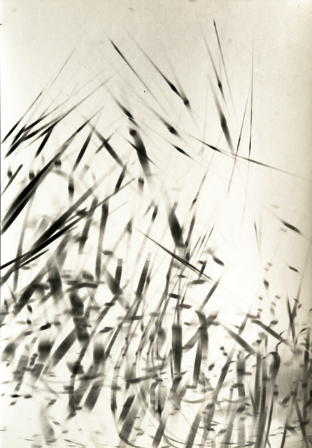 Etienne Bertrand Weill, ‘Comme des roseaux’, 1965, Photography, original silver print made by the artist, Galerie Maria Wettergren