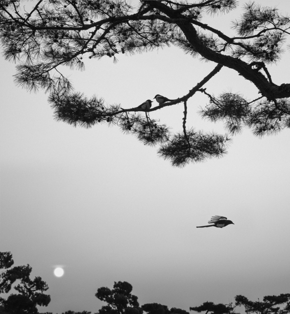 Pentti Sammallahti, ‘Seoul, Korea (Three Birds)’, 2016, Photography, Gelatin Silver Print, Peter Fetterman Gallery