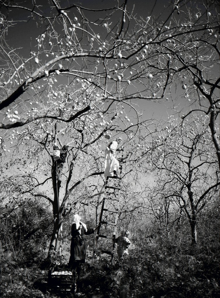 Lala Meredith-Vula, Persimmon Pickers, Rinas, Albania - 2007 - Stampa fotografica b/n - Photographic print b/w - cm 134x101 - ed. 5
Lala Meredith-Vula, Persimmon Pickers, Rinas, Albania - 2007 - Stampa fotografica b/n - Photographic print b/w - cm 134x101 - ed. 5