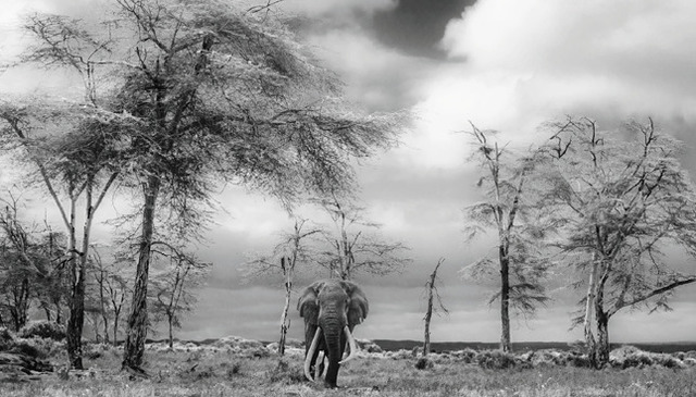 David Yarrow, ‘The Fairytale’, 2017, Photography, Archival Pigment Print, Maddox Gallery