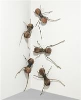 Hormigas (from the series Casa Tomada)