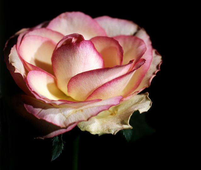 Rose #3