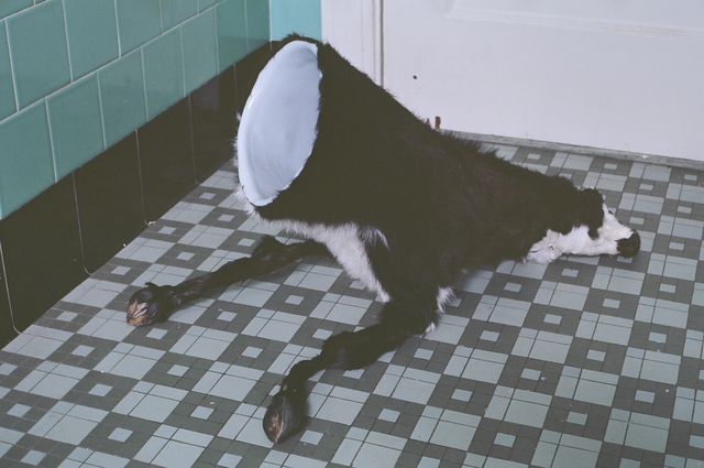 Elizabeth Hatke, ‘‘im going to disappear like i never was’’, 2013, Sculpture, Cast enamel iron, glass enamel, still born calf hide, NARS Foundation