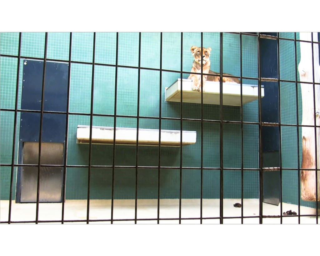 Marianne Eigenheer, "wilderness architecture", videostill, 2012 Marianne Eigenheer, "wilderness architecture", videostill, 2012