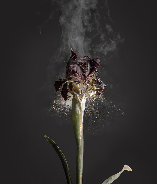 Ori Gersht, ‘Iris atropurpurea D01’, 2018, Photography, Archival pigment print, Talley Dunn Gallery