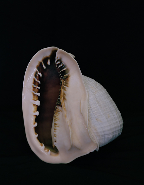Esther Teichmann, ‘Untitled’, 2014, Photography, C-print, Galerie Les filles du calvaire