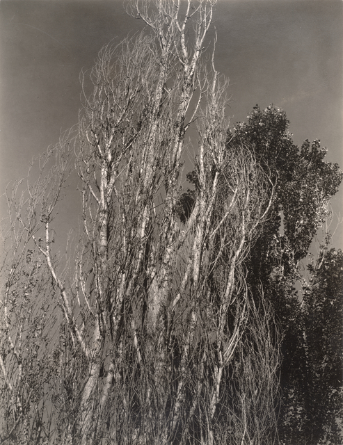 Alfred Stieglitz, ‘Poplars—Lake George’, 1932, Photography, Gelatin silver print, San Francisco Museum of Modern Art (SFMOMA)