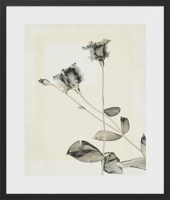 Thomas Ruff, ‘flower.s.23’, 2018, Photography, C-print, vintage, Mai 36 Galerie