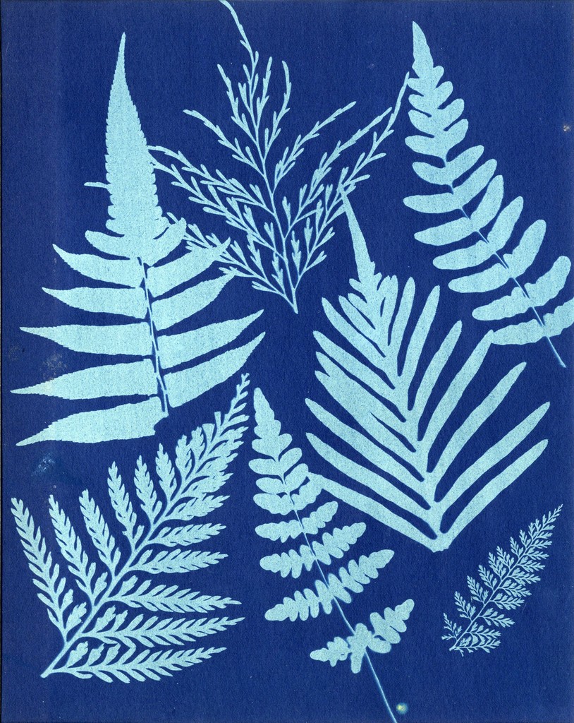 Anonymous. Ferns, 1850s, cyanotype print, 8 5/8 X 6 7/8 inches. Collection of Michael Mattis and Judy Hochberg. Anonymous. Ferns, 1850s, cyanotype print, 8 5/8 X 6 7/8 inches. Collection of Michael Mattis and Judy Hochberg.