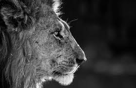 David Yarrow, ‘Savute’, 2019, Print, Archival Pigment Print, Maddox Gallery