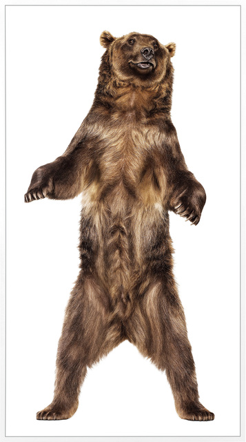 Andrew Zuckerman, ‘Grizzly Bear 26’, 2009, Photography, Archival pigment emulsion on Dibond., Phillips