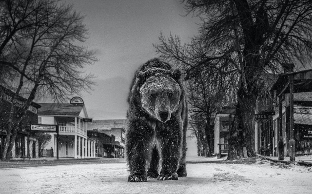 David Yarrow, ‘Out of Towner’, 2019, Photography, Digital Pigment Print on Archival 315gsm Hahnemuhle Photo Rag Baryta Paper, Isabella Garrucho Fine Art