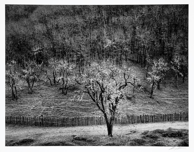 Ansel Adams | Oak Tree Rain, Sonoma County, California (1960) | Artsy