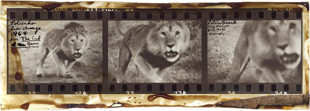 Peter Beard, Lolindo Lion Charge, 1964