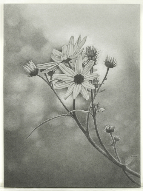 Mary Reilly, ‘Wildflower, Central Park’, 2011, Garvey | Simon