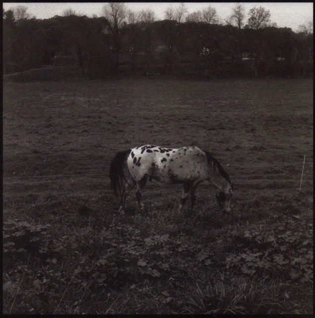 Denise Oehl, ‘Horse’, 2018, John Davis Gallery
