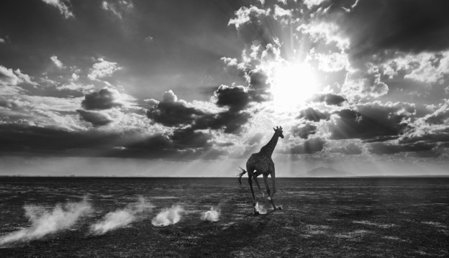 David Yarrow, ‘Heaven Can Wait II’, 2014, Photography, Digital Pigment Print on Archival 315gsm Hahnemuhle Photo Rag Baryta Paper, Samuel Owen Gallery
