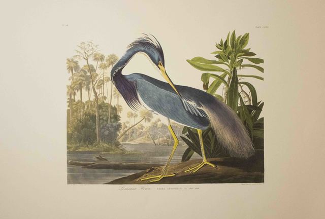 John James Audubon, ‘Louisiana Heron, Edition Pl. 217’, ca. 1999, The Munn Collection