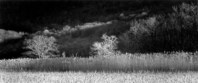 Brian Kosoff, ‘Winter Trees’, 2012, Gallery 270