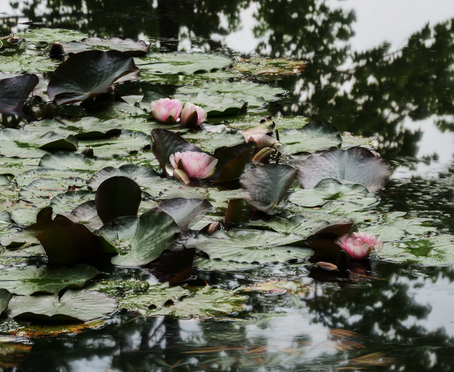 Michael Wesely, ‘Giverny (18.07 - 19.49 Uhr, 26.6.2014)’, 2014, Galerie Fahnemann