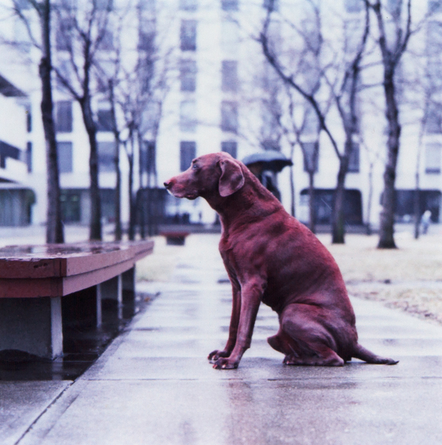 William Wegman, ‘Red Dog (From Man Ray: A Portfolio of 10 Photographs)’, 1982, Photography, C-Print, Heather James Fine Art