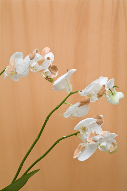 Chong Weixin, ‘Orchidia Lust Lush.2’, 2017, A.I. Gallery