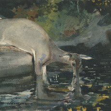 Winslow Homer, Deer Drinking (1892)