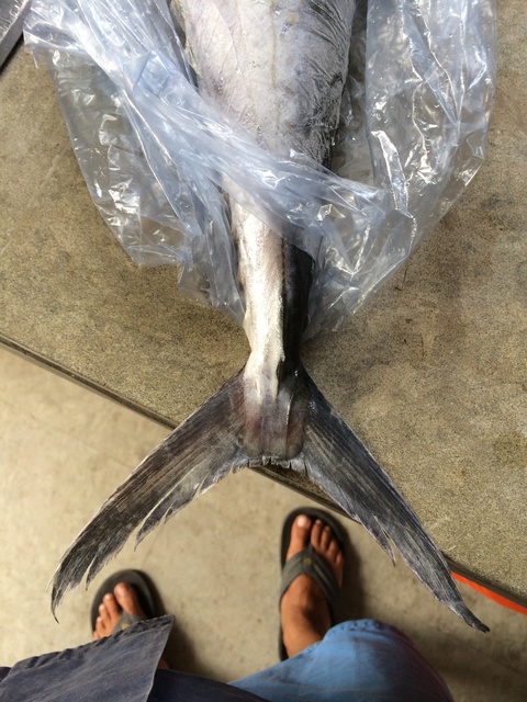 Gabriel Orozco, ‘Cola de pescado’, 2014, kurimanzutto