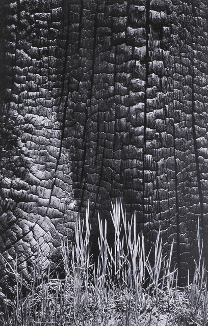 Ansel Adams, ‘Grass and Burned Stump, Yosemite Valley, a Photograph by Ansel Adams’, 1939, White Cross