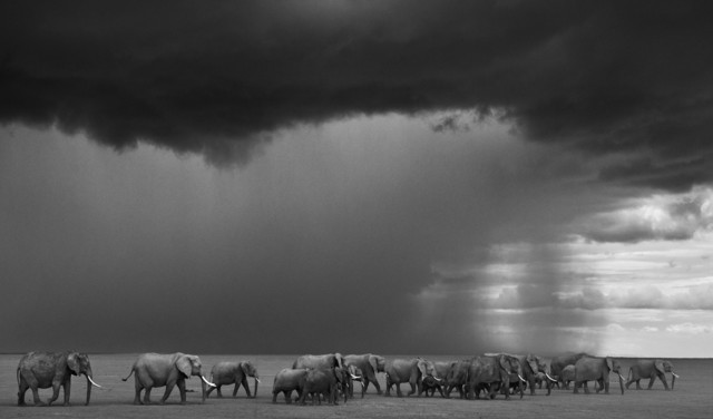 David Yarrow, ‘The Gathering Storm’, 2012, Isabella Garrucho Fine Art