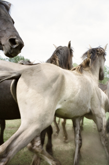 Jitka Hanzlová, ‘Untitled (Yearlings) from "Horses"’, 2009, Mai 36 Galerie