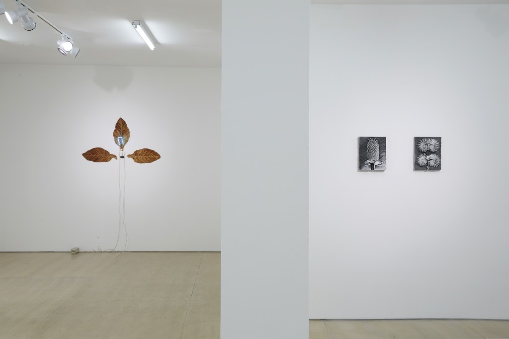 Installation view: Ordering Nature
New York, BOESKY EAST, June 12 – July 31, 2015
Photo credit: Jason Wyche Installation view: Ordering Nature
New York, BOESKY EAST, June 12 – July 31, 2015
Photo credit: Jason Wyche