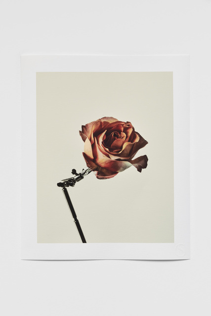 casper sejersen, ‘Single Rose’, 2020, Print, Pigment print on Hahnemuhle Photo Rag, Cob