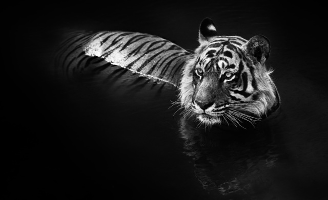 David Yarrow, ‘The Killer’, 2013, Photography, Archival Pigment Print, Samuel Lynne Galleries