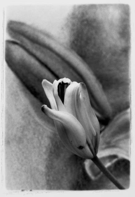 Carol Marino, ‘Upstanding Lily Duo #2’, 1999, Photography, Gelatin silver print, toned, Corkin Gallery