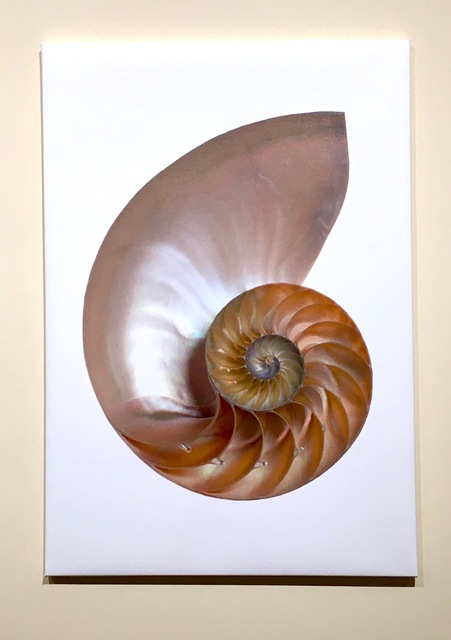 Tommy Flynn Nautilus Shell 18 Artsy