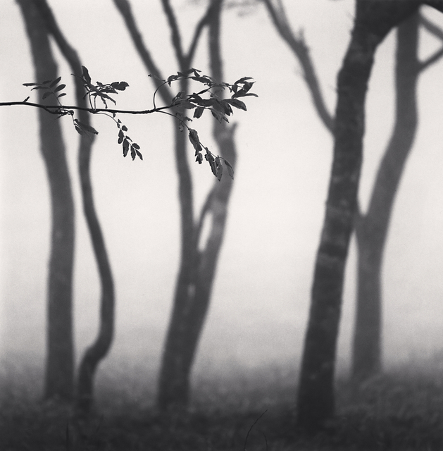 Michael Kenna, ‘Chikui Cape Trees, Muroran, Hokkaido, Japan’, 2002, G. Gibson Gallery