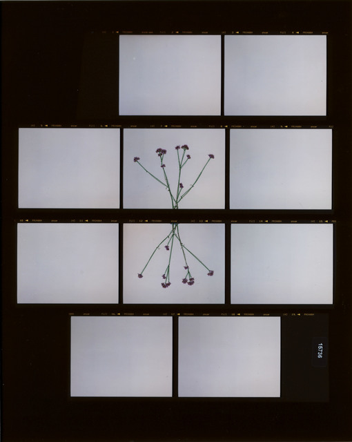 Sissi Farassat, ‘Contactprint #35’, 2016, Edwynn Houk Gallery