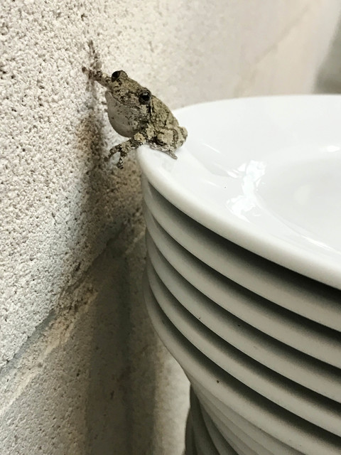 Juergen Teller, ‘Frogs and Plates No.29, London’, 2016, Suzanne Tarasieve