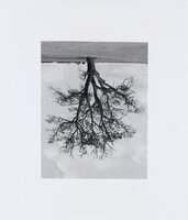 Oxfordshire Oak, Banford Fall, 1990