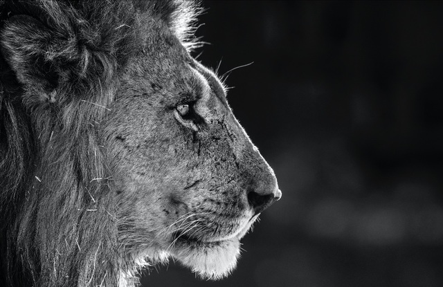 David Yarrow, ‘Savute’, 2019, Photography, Archival Pigment Print, Hilton Asmus