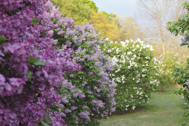 Mary Kocol, ‘Lilacs Before the Storm, Arnold Arboretum’, 2015, Gallery NAGA